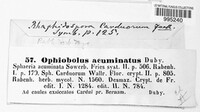 Ophiobolus acuminatus image